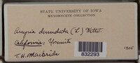 Arcyria denudata image